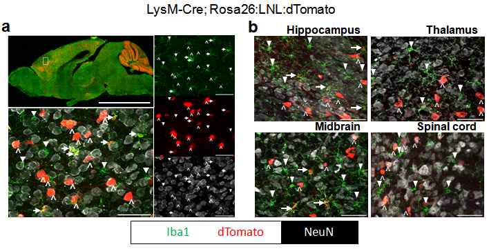 LysM Cre induces sporadic recombination within neurons.